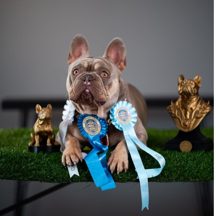 ganador torneo frenchie